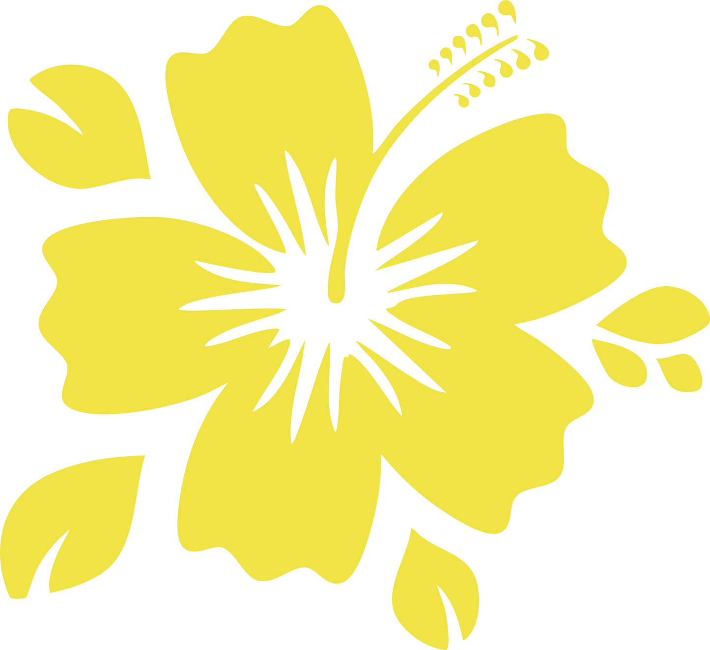 Hibiscus jaune