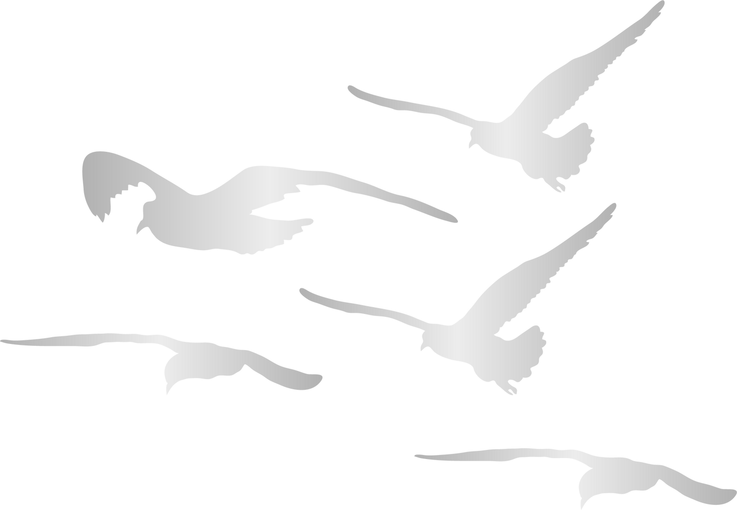 Mouettes argenté