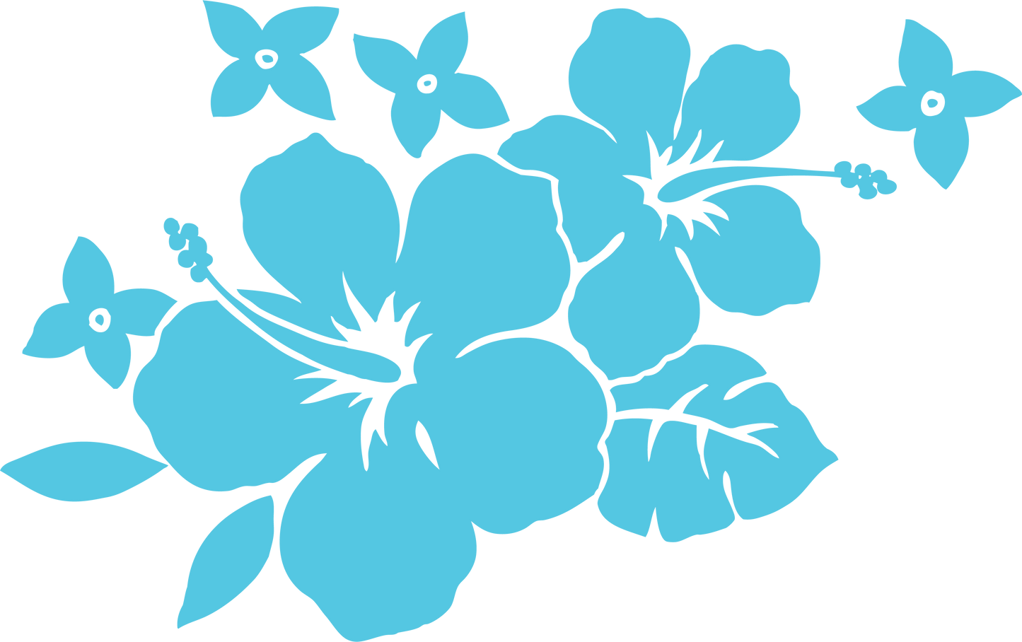 Hibiscus bleu clair