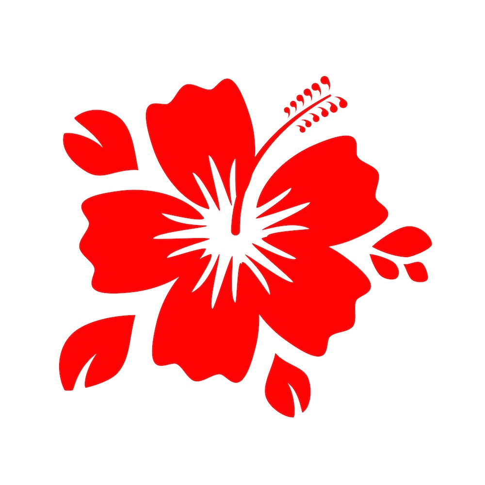 Fleur hibiscus 3