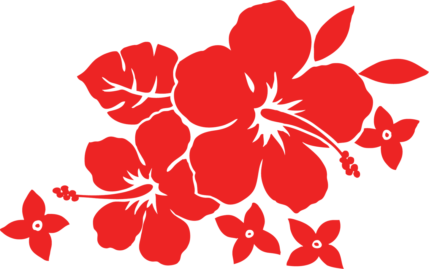 Hibiscus rouge