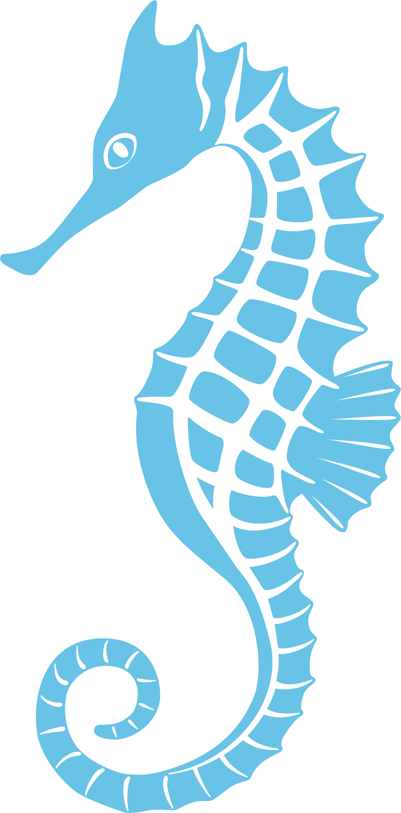 Hippocampe bleu clair
